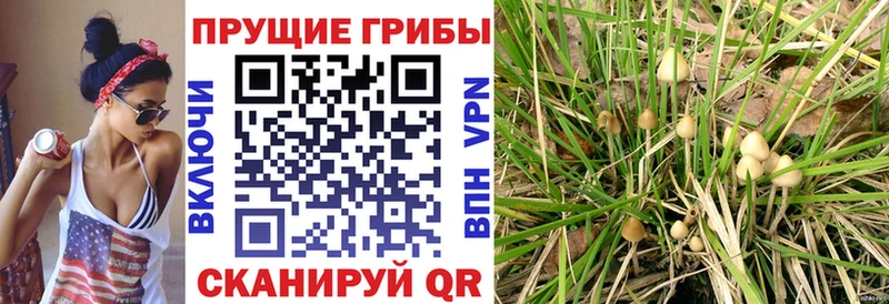 Псилоцибиновые грибы Cubensis  цена   Себеж 